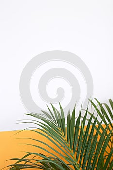 Green plant yellow plain background