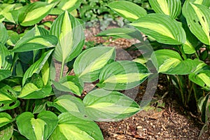 Hosta striptease