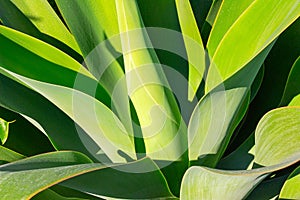 Green plant yucca or Tree of Life captured very closely,  close up