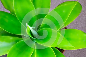 Green plant yucca or Tree of Life captured very closely,  close up in Namibia