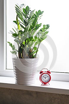 green plant zamioculcas zamiifolia in a white flower pot and red alarm clock on the windowsill on the background of the window. in