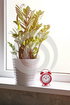 green plant zamioculcas zamiifolia in a white flower pot and red alarm clock on the windowsill on the background of the window. in