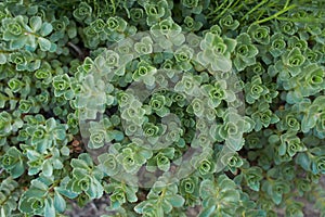Green plant of â€˜John Creechâ€™ stonecrop, Sedum Spurium Summe