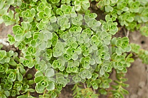 Green plant of ‘John Creech’ stonecrop, Sedum Spurium Summer Glory
