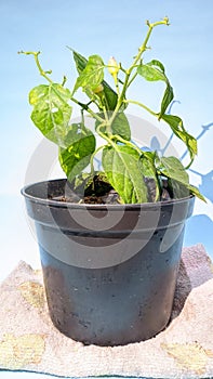 Green Plantae Pot