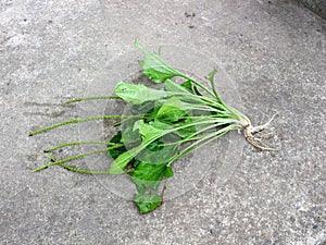 Green plantain plants in growth in the nature