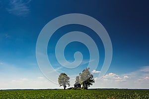 Green plantation with a small house and a blue sky