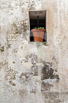 Green plante on a pot in a niche of a old rustic vintage stone wall