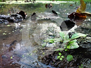 A green plants