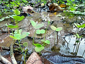 green plants