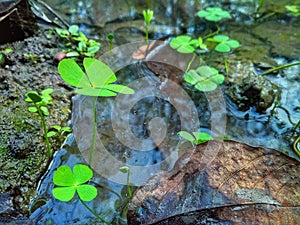 green plants