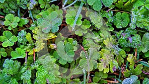 Green plants