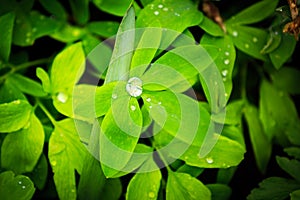 Green plants afer rain