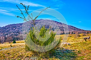 The green plants amid yellow dry Alpe Vicania montane meadow, Vico Morcote, Switzerland