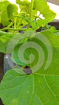 Green plants around the house3