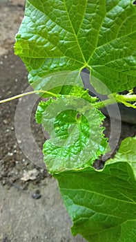 Green plants around the house4