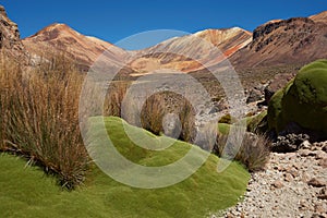 Green Plants in the Atacama Desert photo