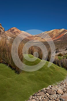 Green Plants in the Atacama Desert photo