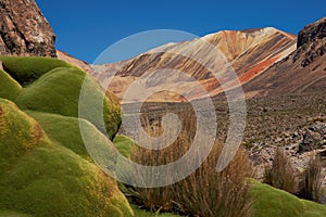 Green Plants in the Atacama Desert photo