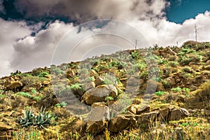 Green plants on a barren ground on a mountain