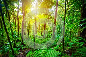 Green plants in Basse Terre jungle in Guadeloupe