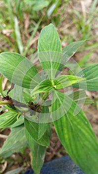 Green plants from a beautiful forest ilove it photo