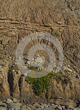 Green plants on big cliff
