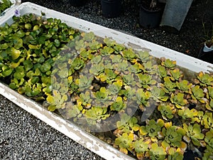 green plants bouyant or floating in water in container