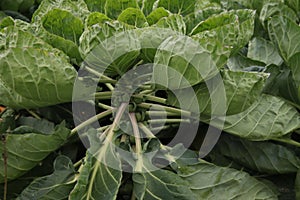 Green plants with brussel sprouts on a farmland