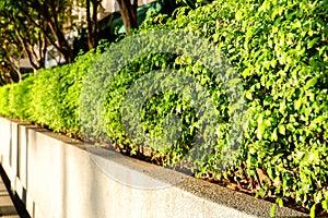 Green Plants Bush Aline Morning Daylight Shoot