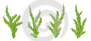 Green plants, bushes vector set