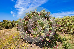 Cactus opuntia ficus-indica with fig fruits and blue sky photo