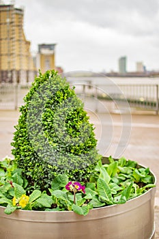 The green plants at canary wharf london with good decoration