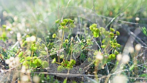 Green plants closeup