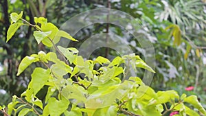 Green Plants Clustering And Swaying In The Wind In The Forest