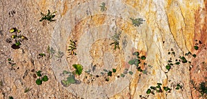 Green plants on the colorful sand