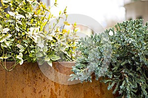 Green plants in corten flower pot close up