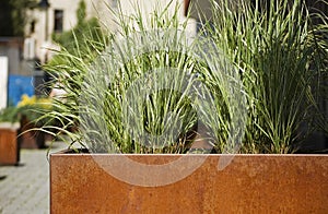 Green plants in corten flower pot close up