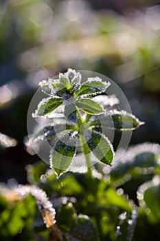 Green plants covered by hoarfrost