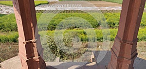 Green plants crop pillers field