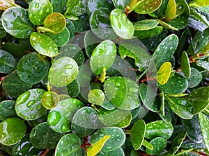 green plants are dewy in the yard of the house in the morning photo