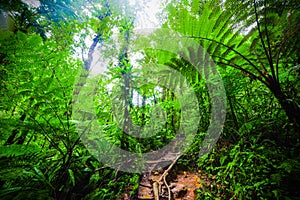 Green plants and dirt path in Basse Terre jungle in Guadeloupe