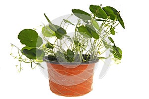 Green plants in the flower pot