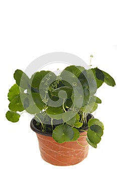 Green plants in the flower pot