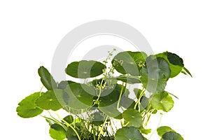Green plants in the flower pot