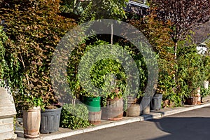 Green plants in flowerpots on a walking sidewalk.