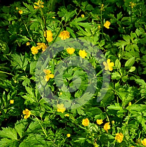 Green plants and flowers in the garden