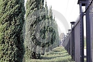 Green plants and flowers grow along a fence in a city park.