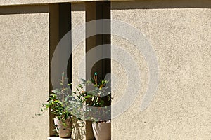 Green plants and flowers grow in a flower pot.