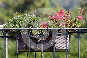 Green plants and flowers grow in a flower pot.